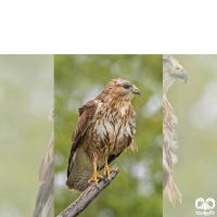 گونه سارگپه استپی Common Buzzard